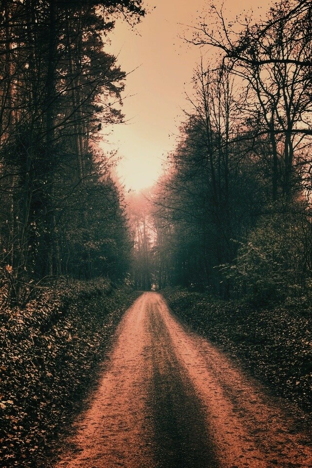 Лесная дорога обои