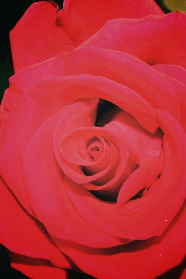 Бутон розы обои