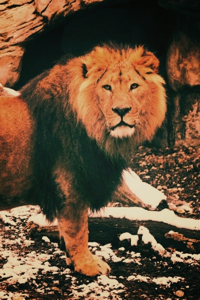 Красивый лев в лесу обои
