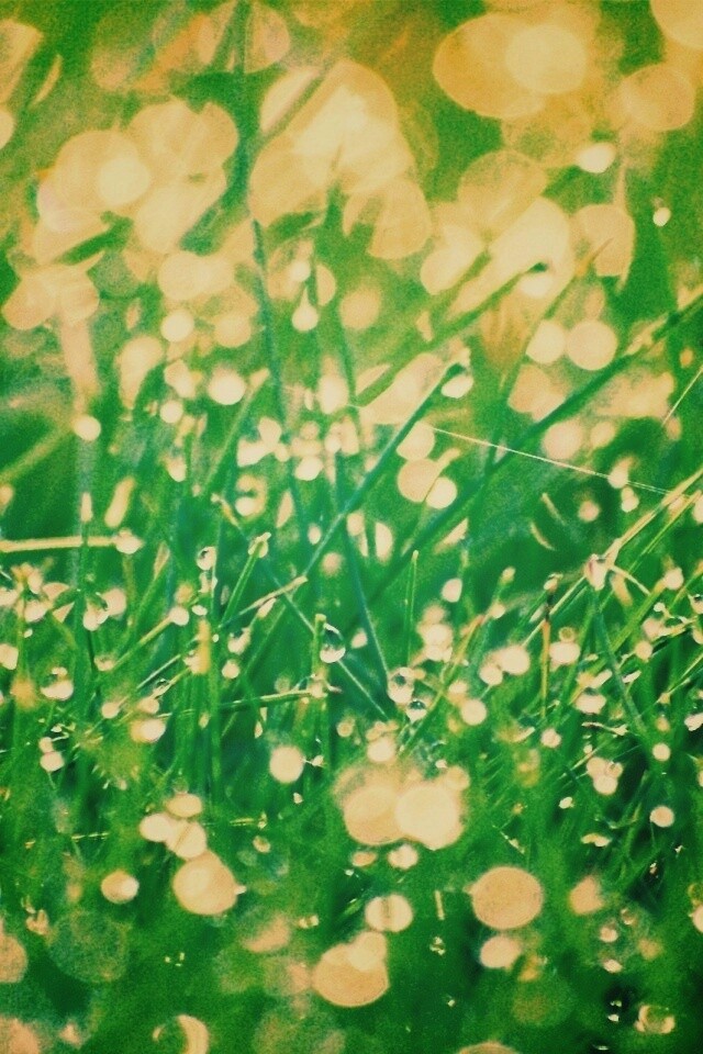 Трава в росе обои