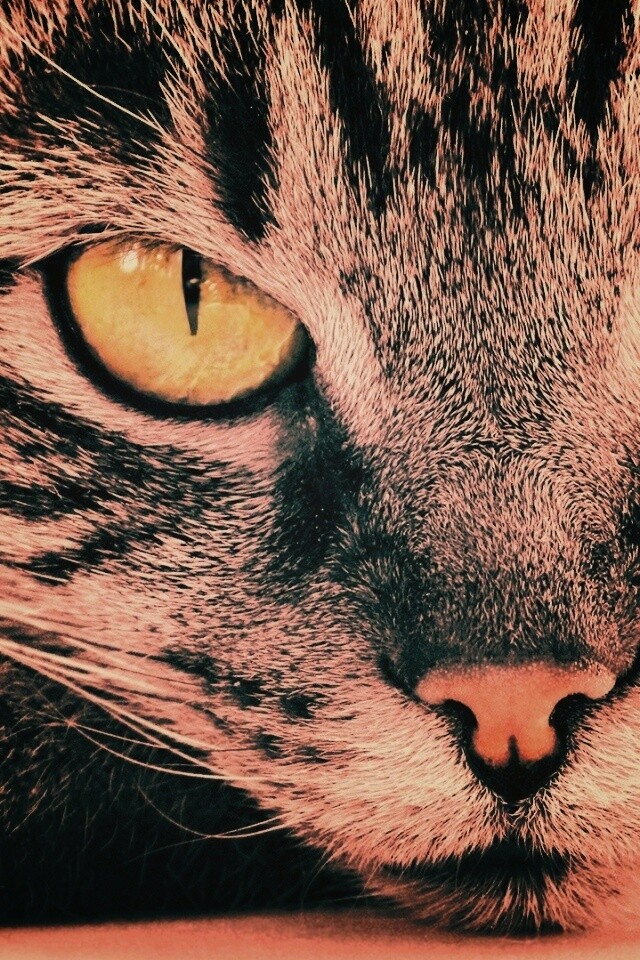 Пристальный кошачий взгляд обои