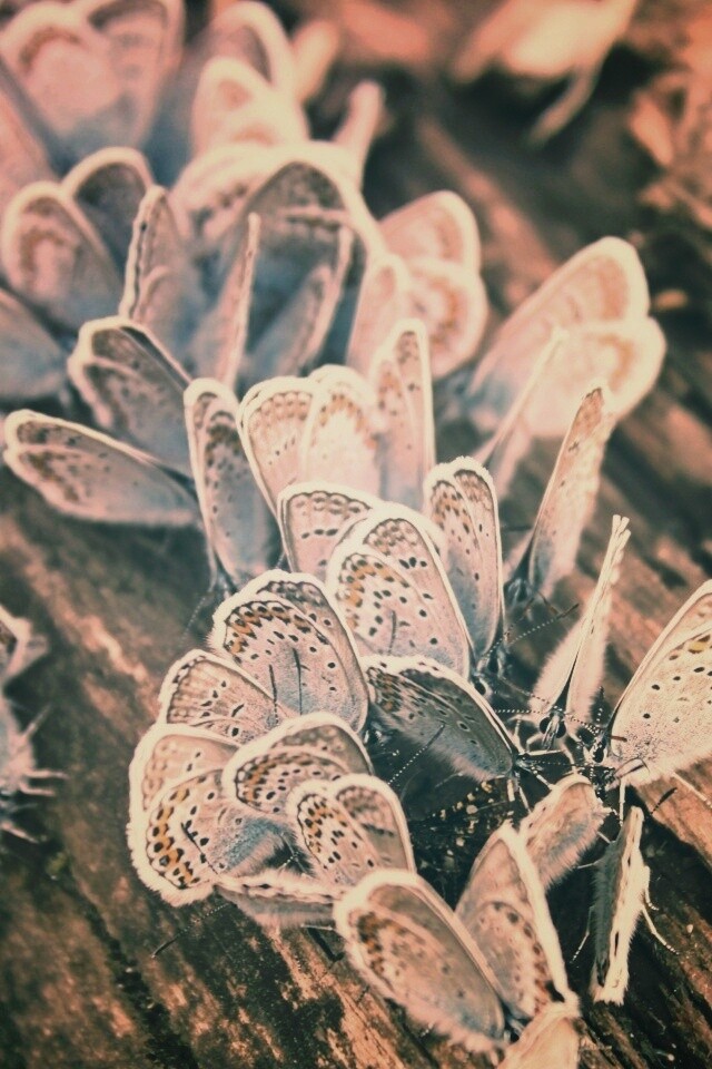 Голубые бабочки обои