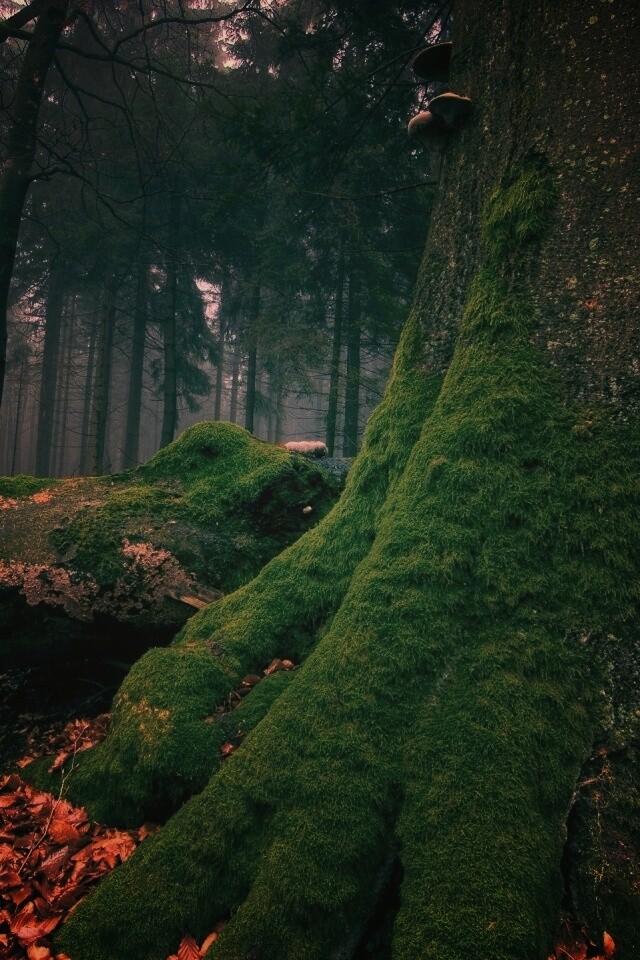 Дерево, поросшее мхом обои