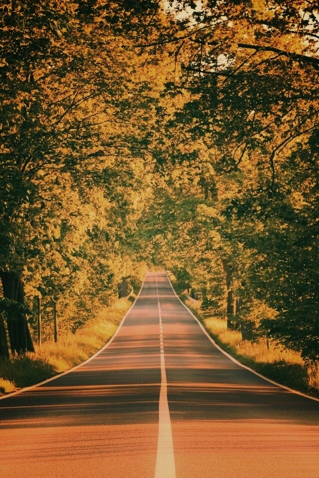 Под горку и в лес обои