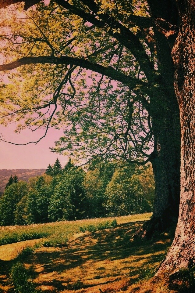 Лето в деревне обои