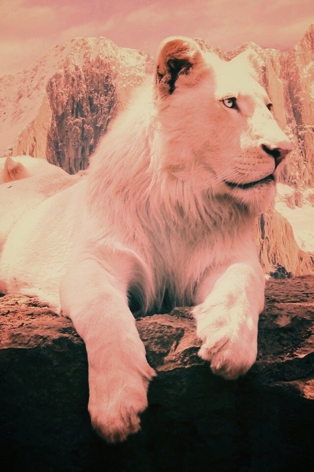 Белый лев обои