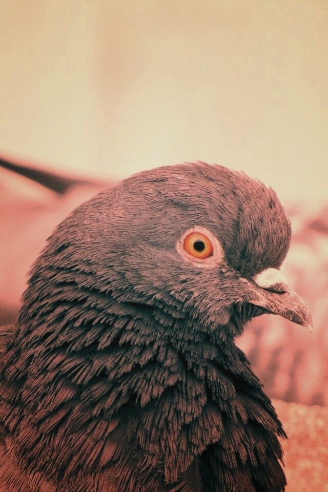 Смотрит в самую душу обои