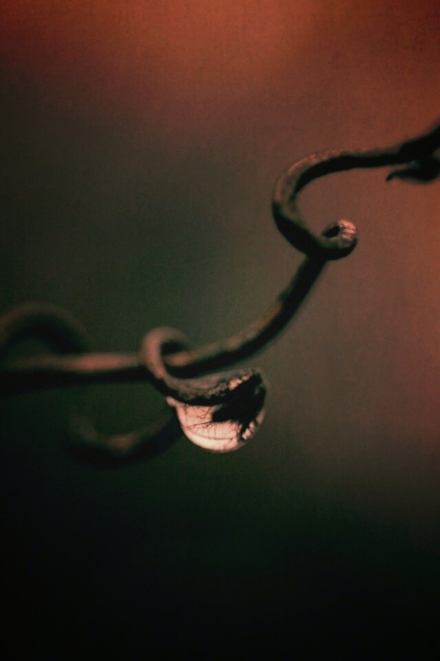 Одинокая капля обои