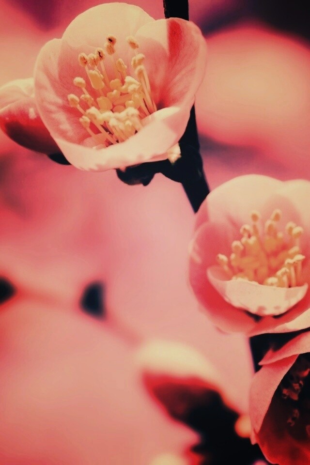 Великолепный цветок обои