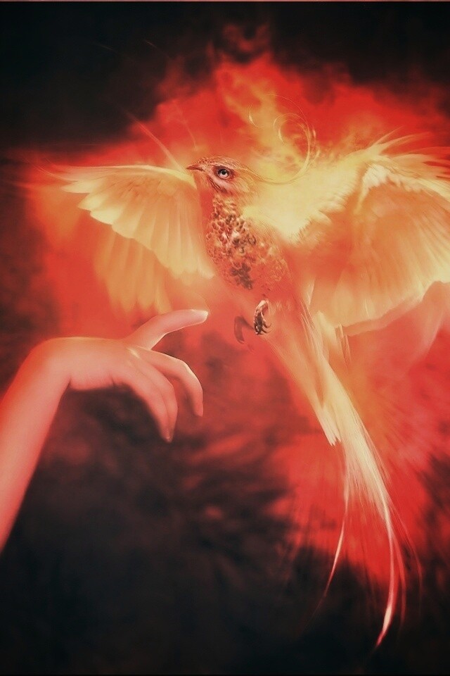 Феникс обои