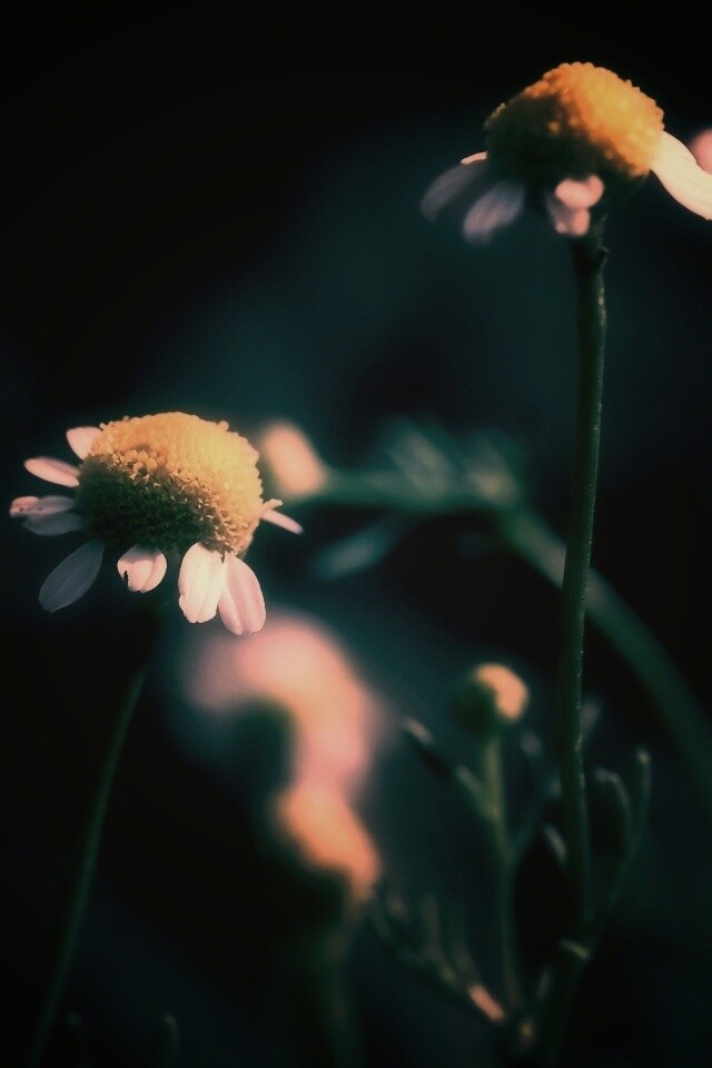 Стремный лепестун обои