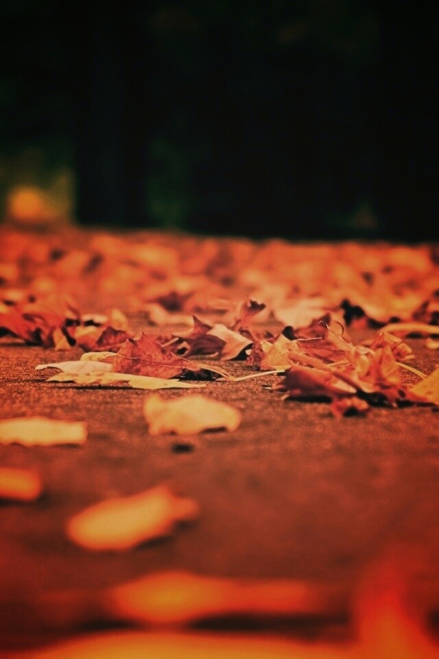 Дорога в листьях  обои