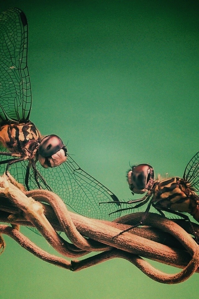 Две стрекозы обои