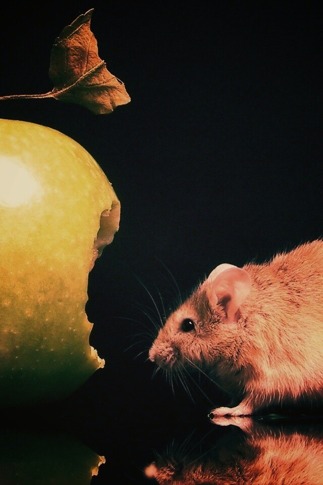Мышь надкусила яблоко обои