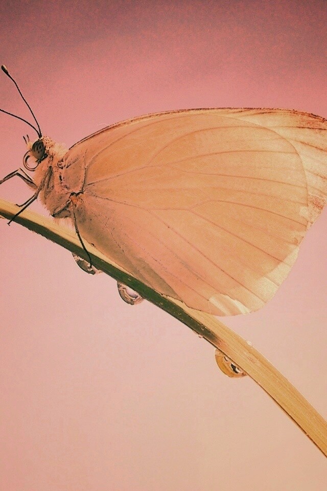 Жёлтая бабочка на стебельке обои