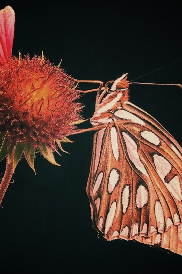 Бабочка на цветке обои