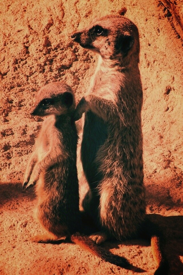 Сурикаты на страже отчизны обои