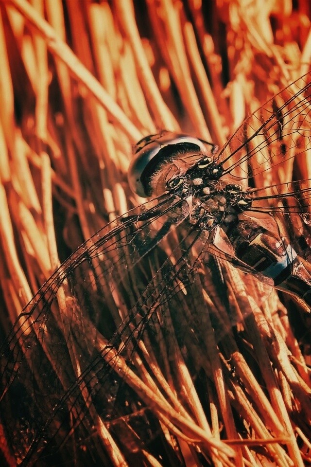 Стрекоза на сене обои