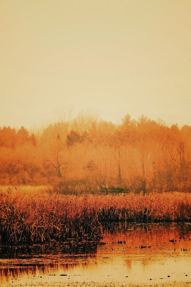 Живописные болота обои