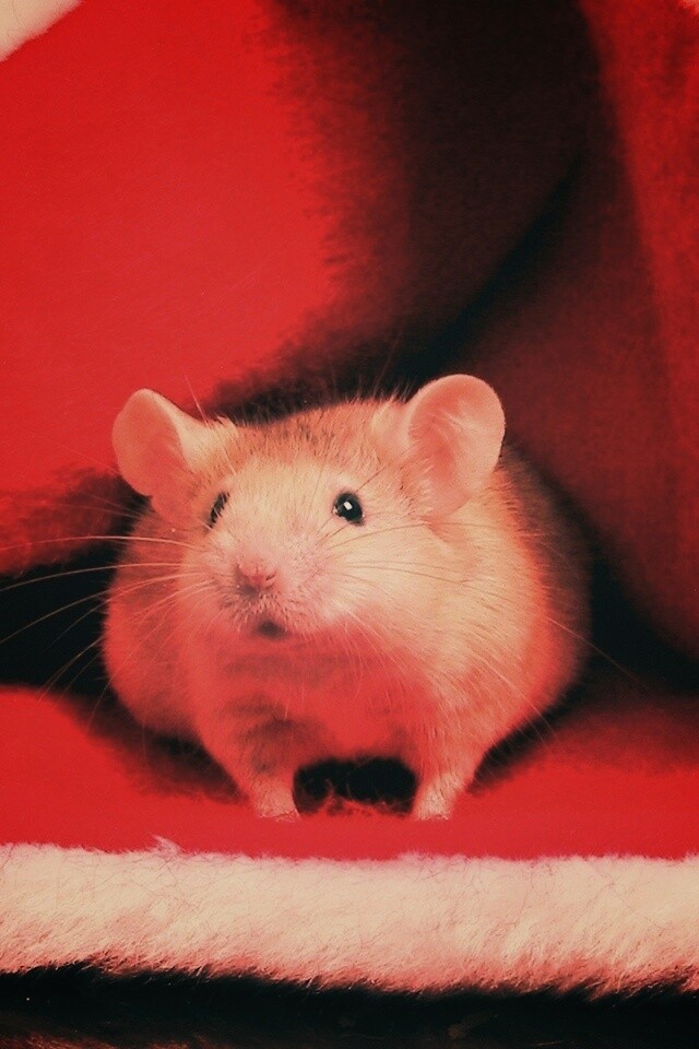 Толстый новогодний мышонок обои