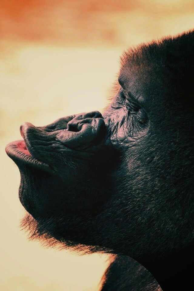 Горилла корчит рожи обои