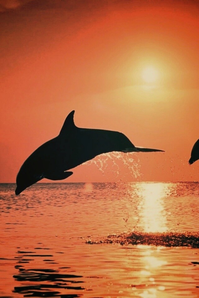 Дельфины выпрыгивают из воды обои