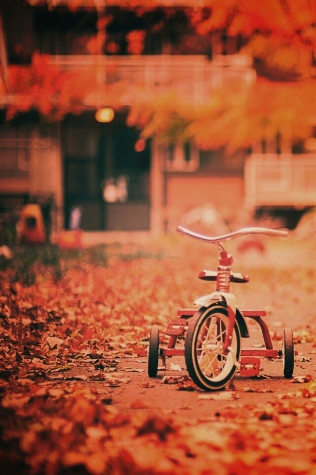 Трёхколёсный друг на осенней дорожке обои