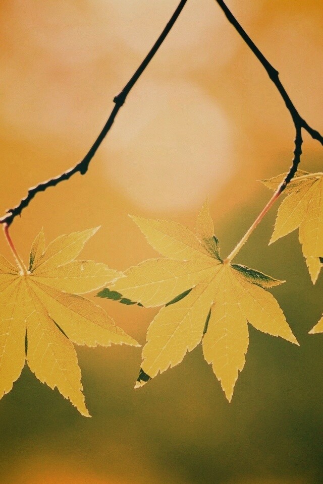 Зелёные листья обои