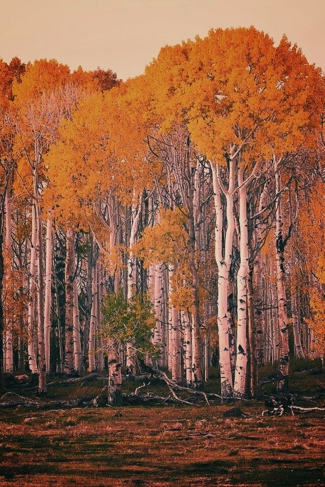 Пожелтевшая березовая роща обои