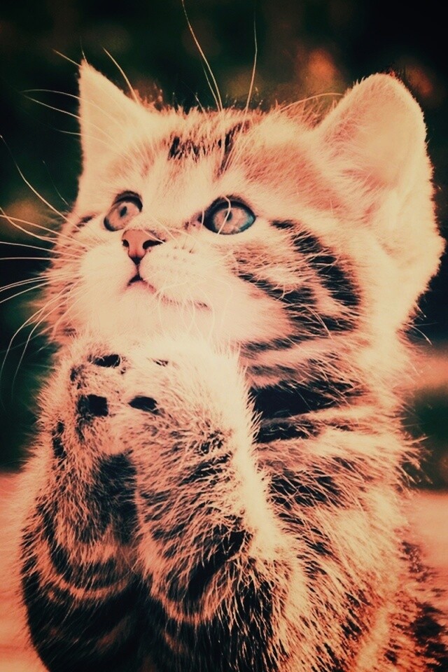 Непередаваемо прелестный котенок сложил лапки обои