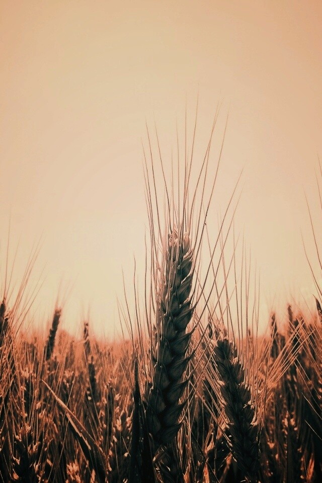 Колосья в поле обои
