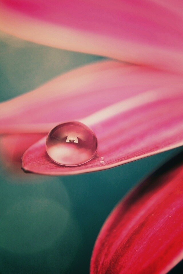 Капля на лепестке обои