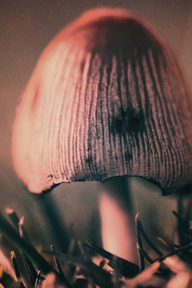 Поганка обои