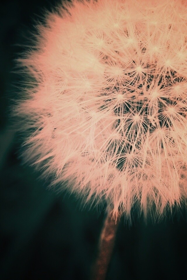 Одуванчик обои