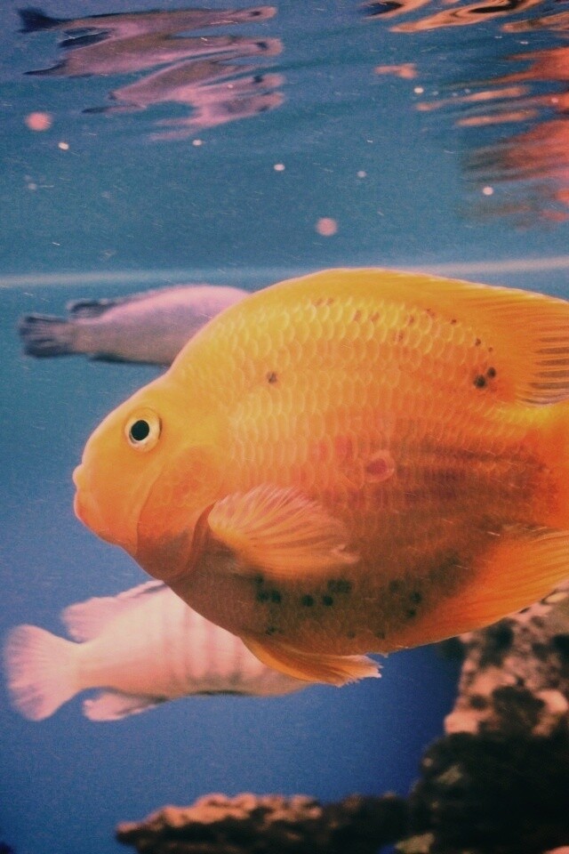 Жёлтая рыбка обои