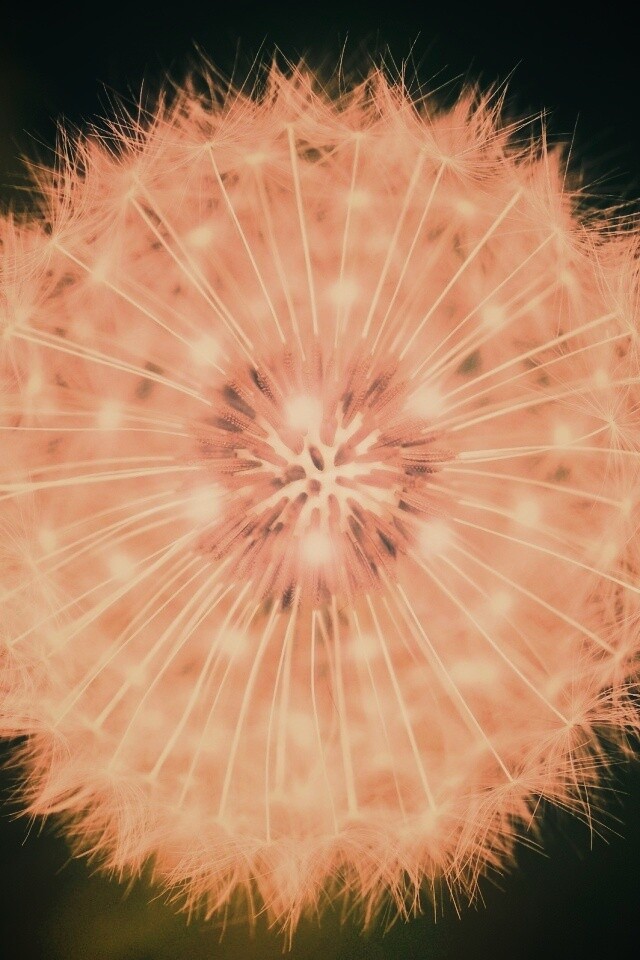 Макро фотография одуванчика обои