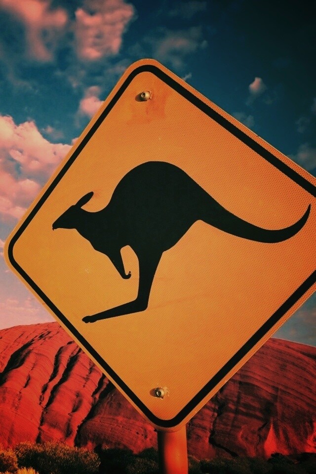 Осторожно, кенгуру! обои