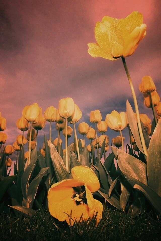 Жёлтые тюльпаны обои