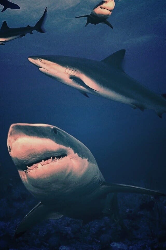 Стая акул обои