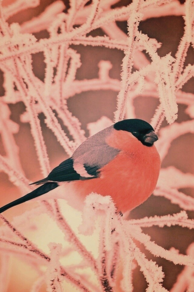 Снегирь на ветке обои