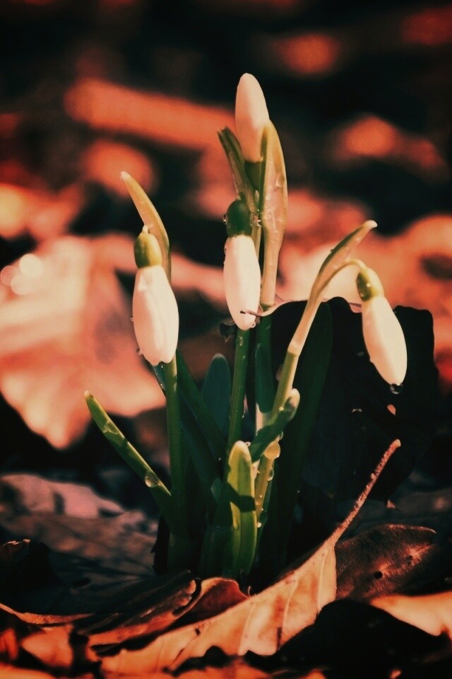 Первые весенние цветы обои