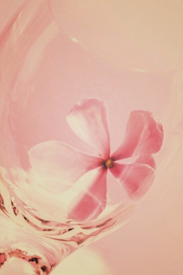 Нежный цветок в бокале на фоне голубого неба обои