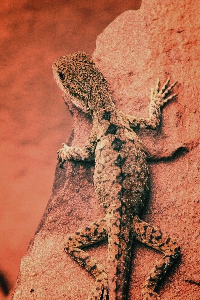 Ящерица на камне обои