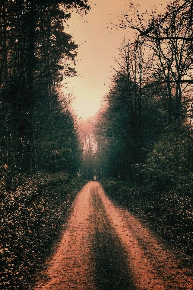 Дорога через лес обои