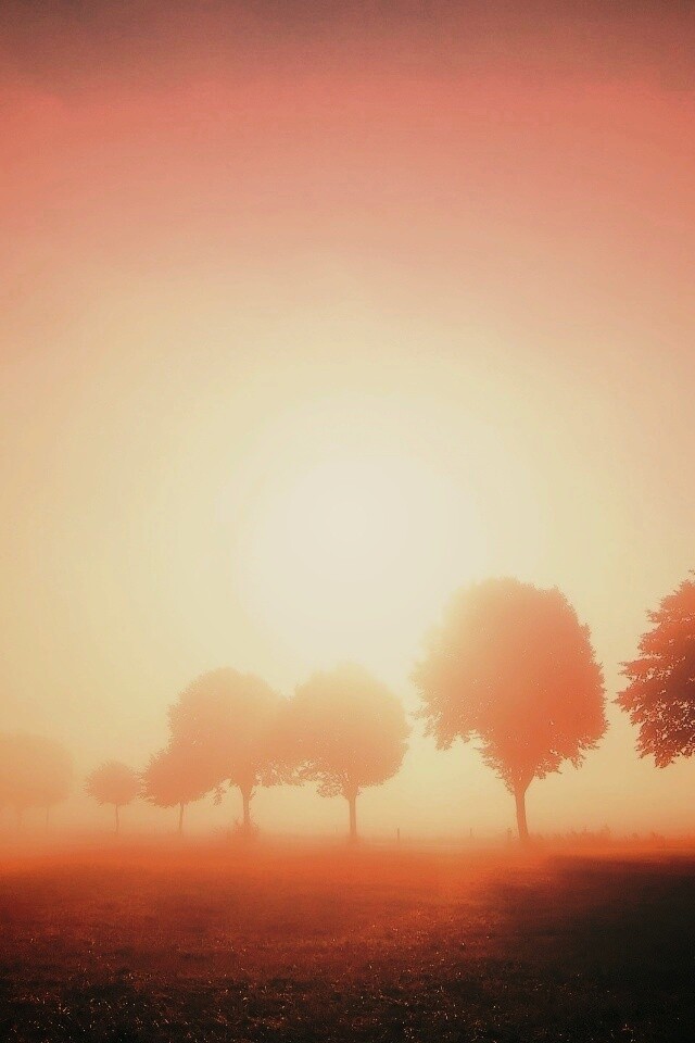 Деревья в поле обои