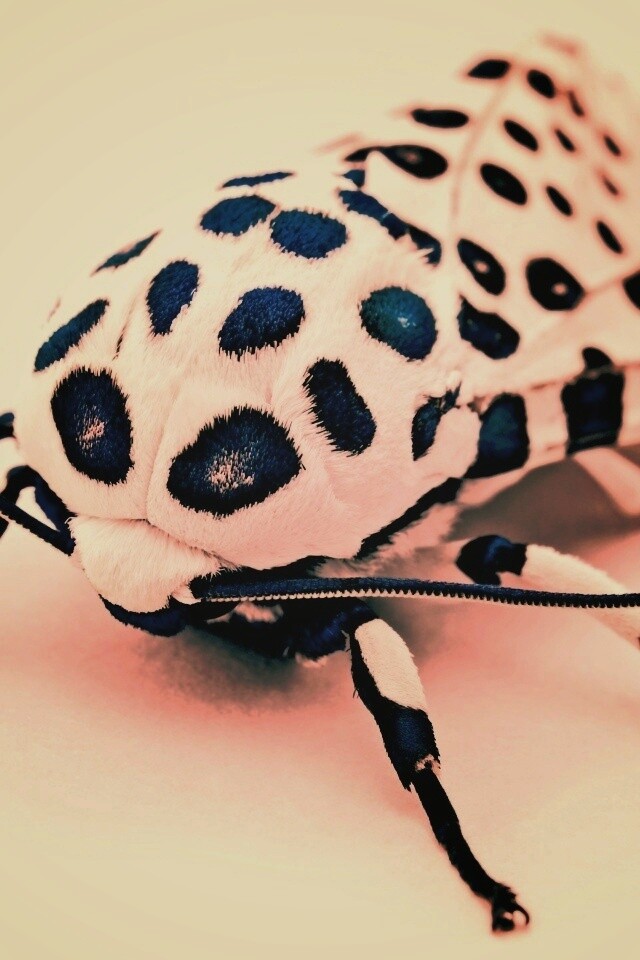 Пятнистая бабочка обои