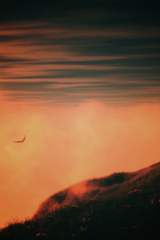 Птица парит над туманом обои