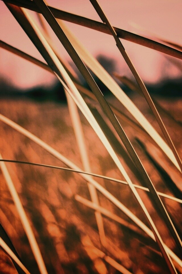 Желтая трава обои