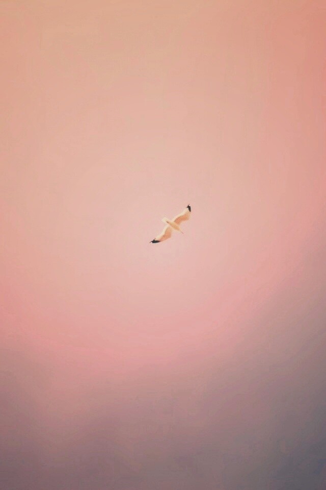 Полет  обои