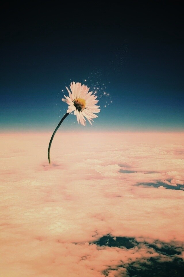 Ромашка в стратосфере обои